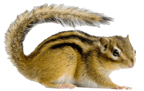 Squirrels image. Even's Pest control will take care of your unwanted visitors